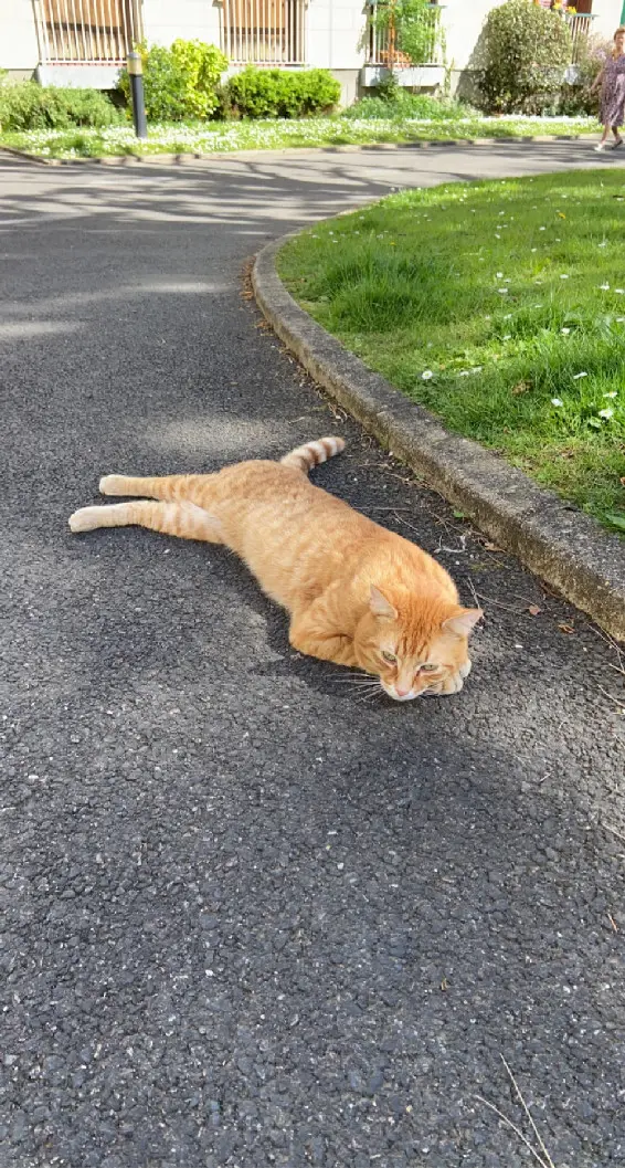 Chat Perdu 91 Essonne