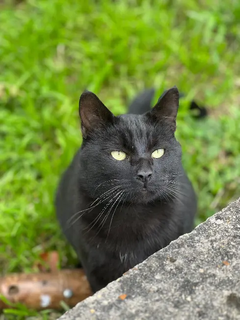 Chat Perdu 92 Hauts-de-Seine - Blacky