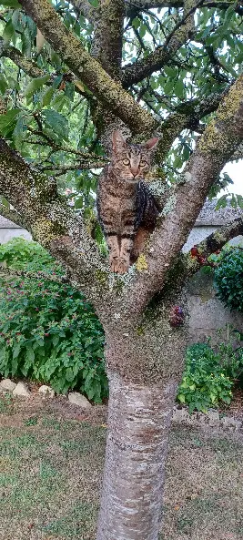 Chat Trouvé 14 Calvados