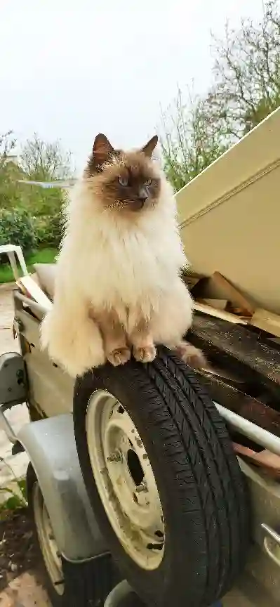 Chat Trouvé 29 Finistère - George