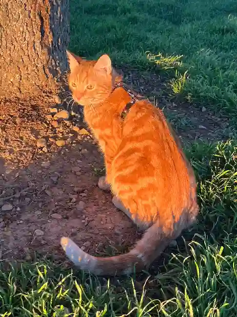 Chat Trouvé 38 Isère Grenoble - Elyo