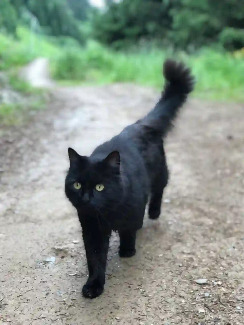 Chat Trouvé 58 Nièvre - Titou