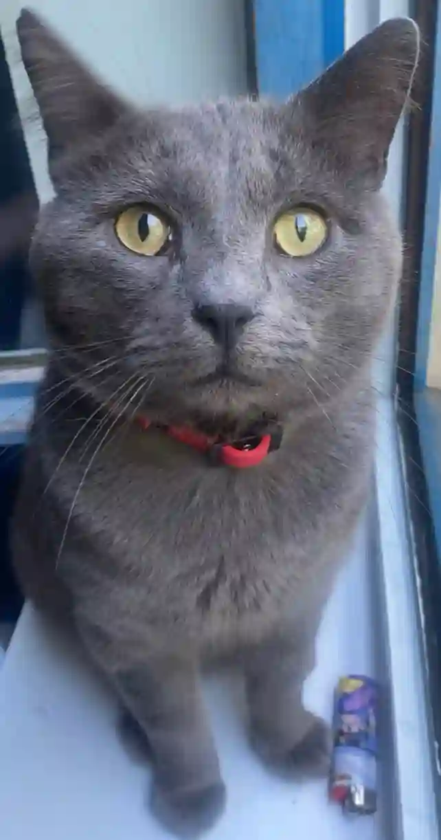 Chat Trouvé 59 Nord Lille - Akira