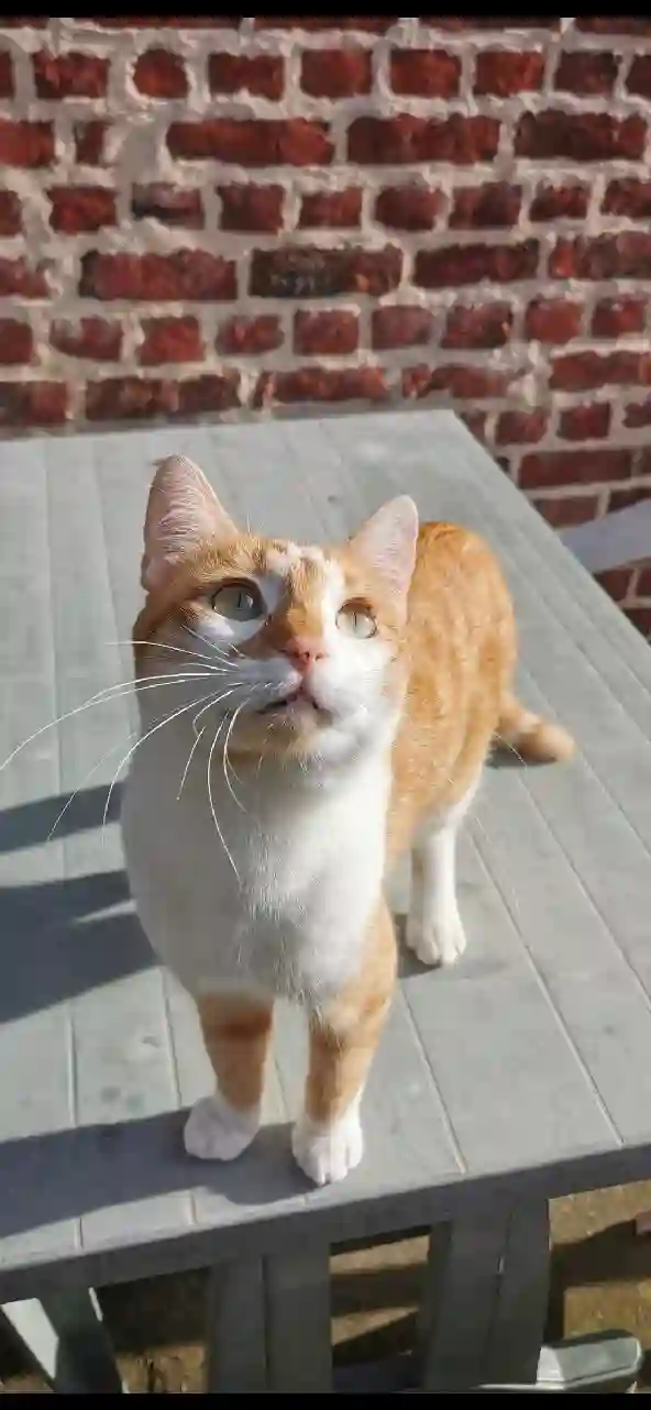 Chat Trouvé 59 Nord Lille - Haru