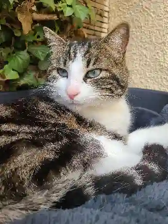 Chat Trouvé 77 Seine-et-Marne - Roméo