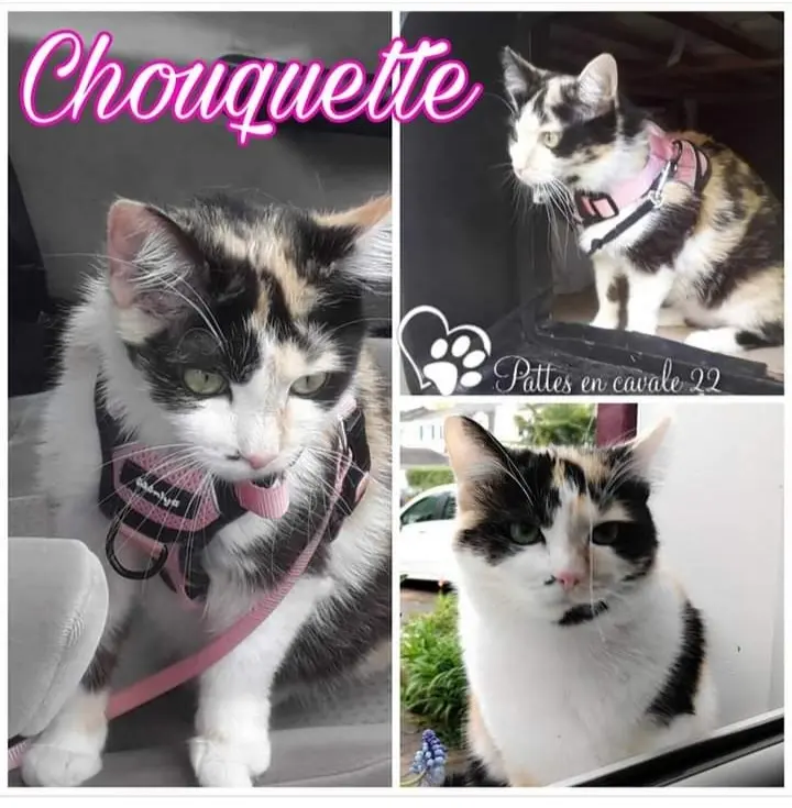 Chatte Perdue 22 Côtes-d'Armor - Chouquette