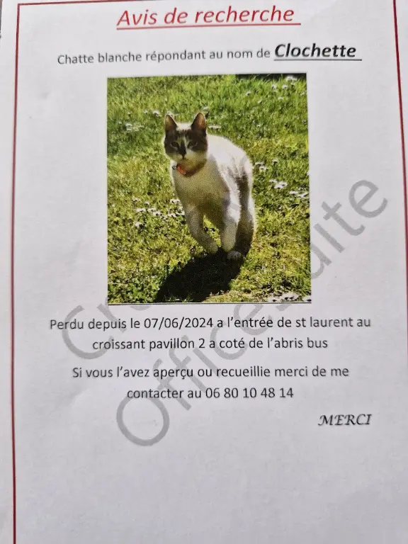 Chatte Perdue 22 Côtes-d'Armor - Clochette