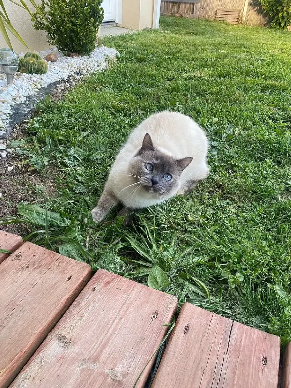 Chatte Perdue 31 Haute-Garonne - Poopeth