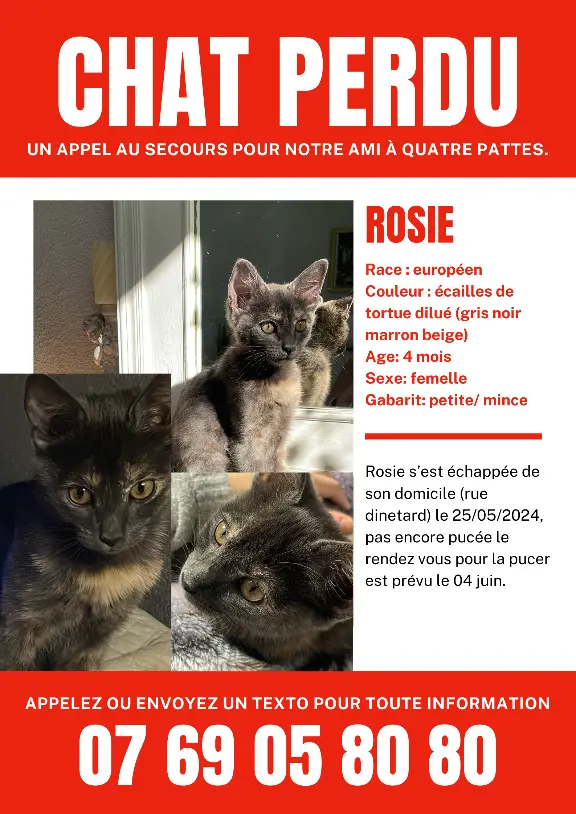 Chatte Perdue 31 Haute-Garonne Toulouse - Rosie