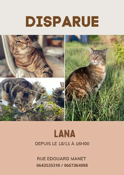 Chatte Perdue 36 Indre - Lana