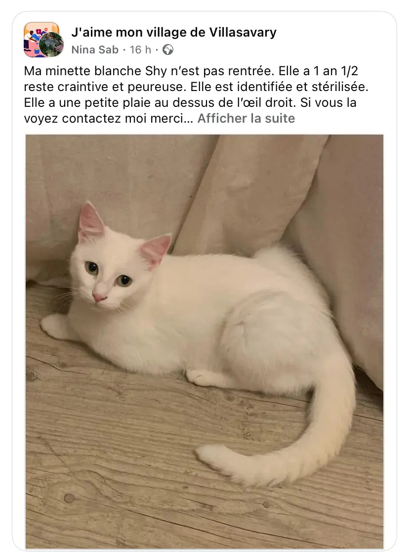 Chatte Perdue 36 Indre