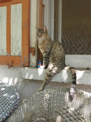 Chatte Perdue 38 Isère