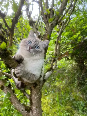 Chatte Perdue 38 Isère