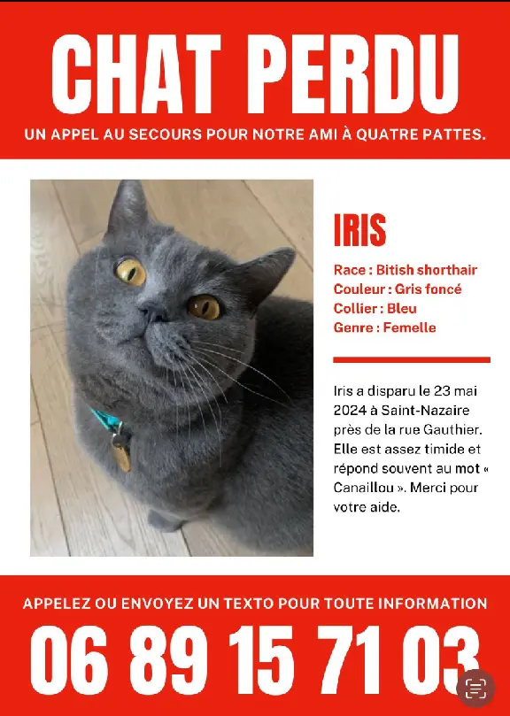 Chatte Perdue 44 Loire-Atlantique - Iris