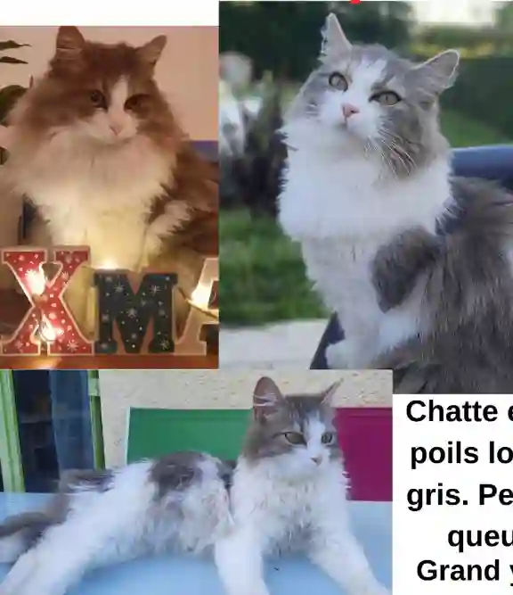 Chatte Perdue 47 Lot-et-Garonne - Sephir