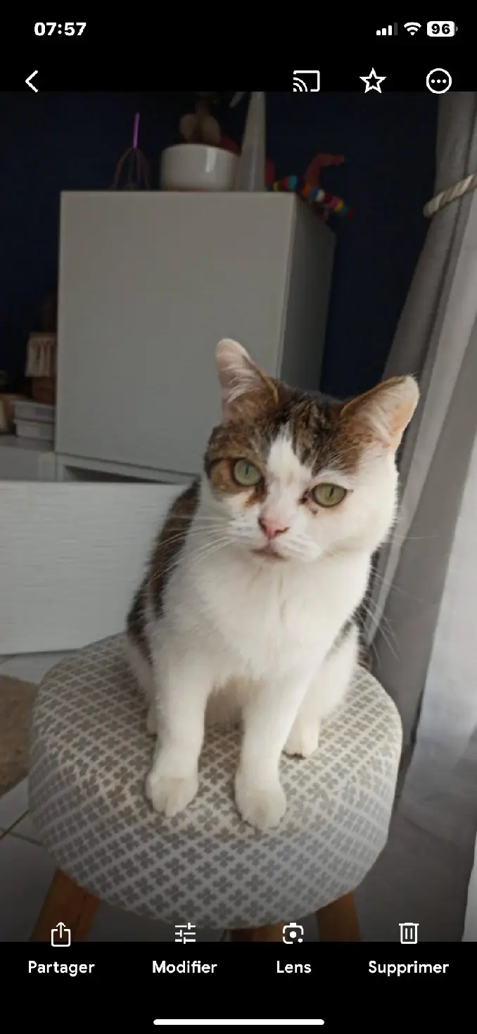 Chatte Perdue 54 Meurthe-et-Moselle