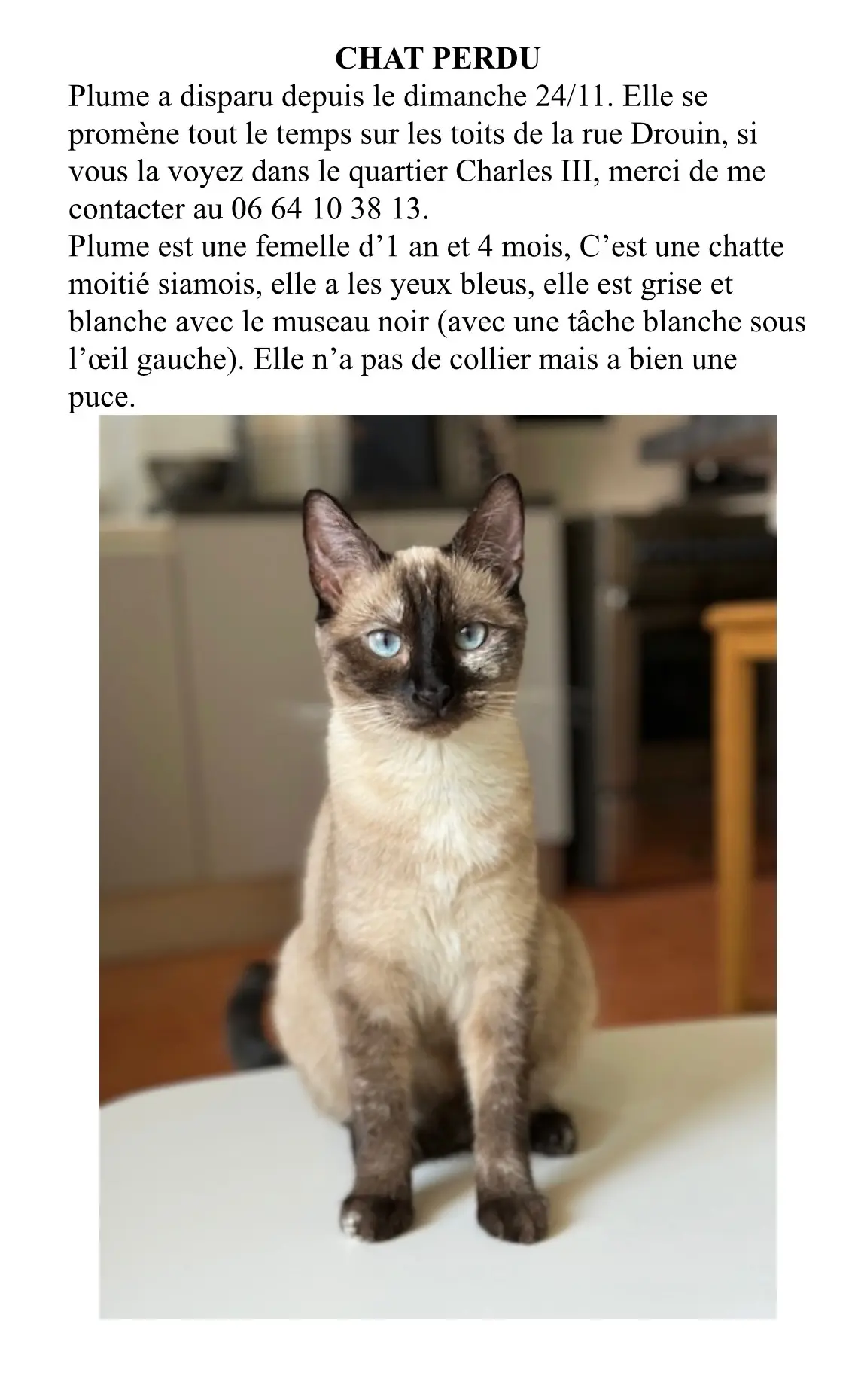 Chatte Perdue 54 Meurthe-et-Moselle Nancy - Plume