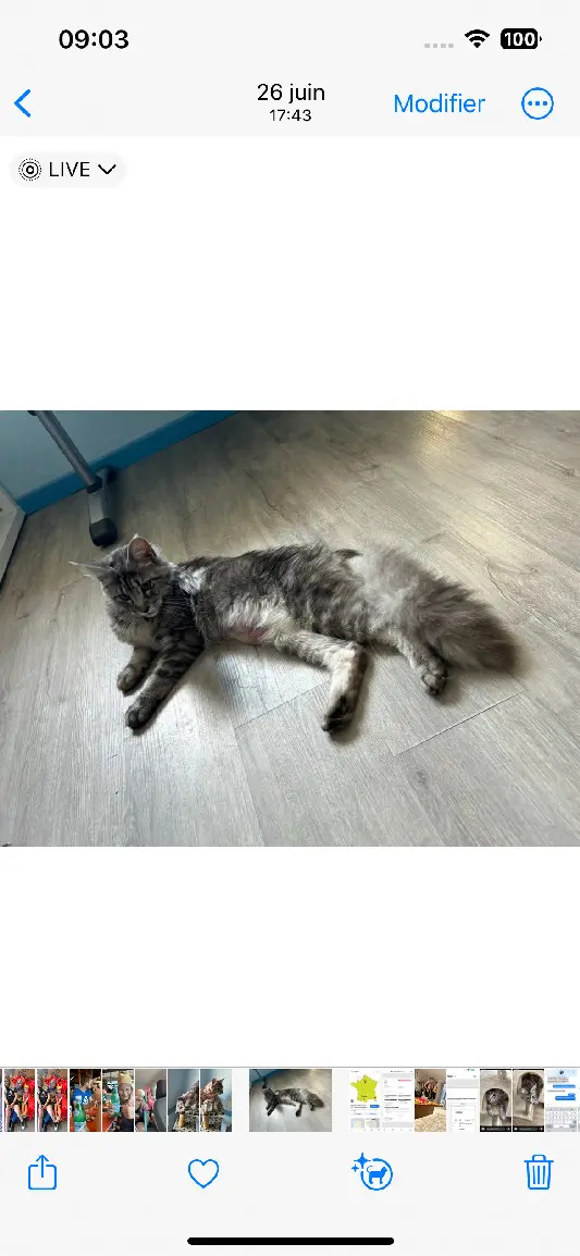 Chatte Perdue 54 Meurthe-et-Moselle