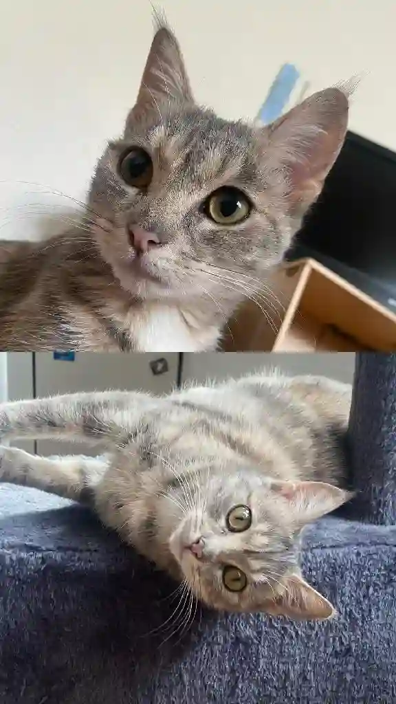 Chatte Perdue 59 Nord Lille - Yuumi