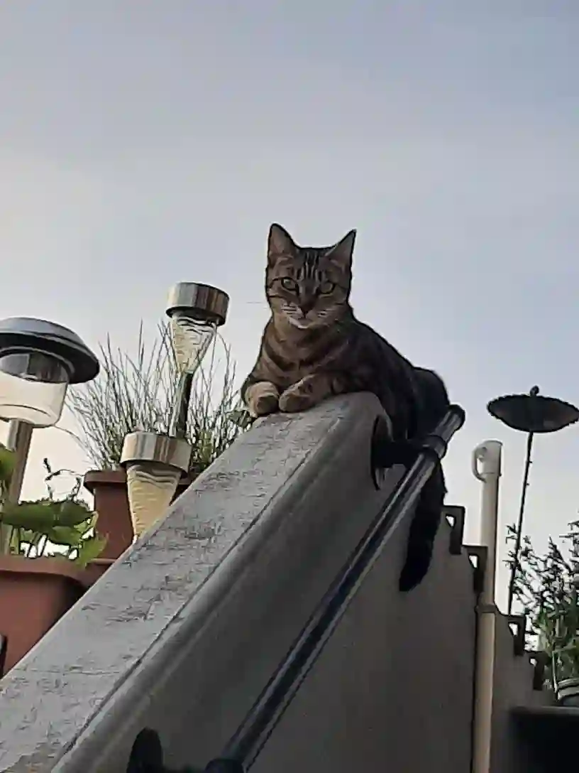 Chatte Perdue 74 Haute-Savoie - Cacahuètes