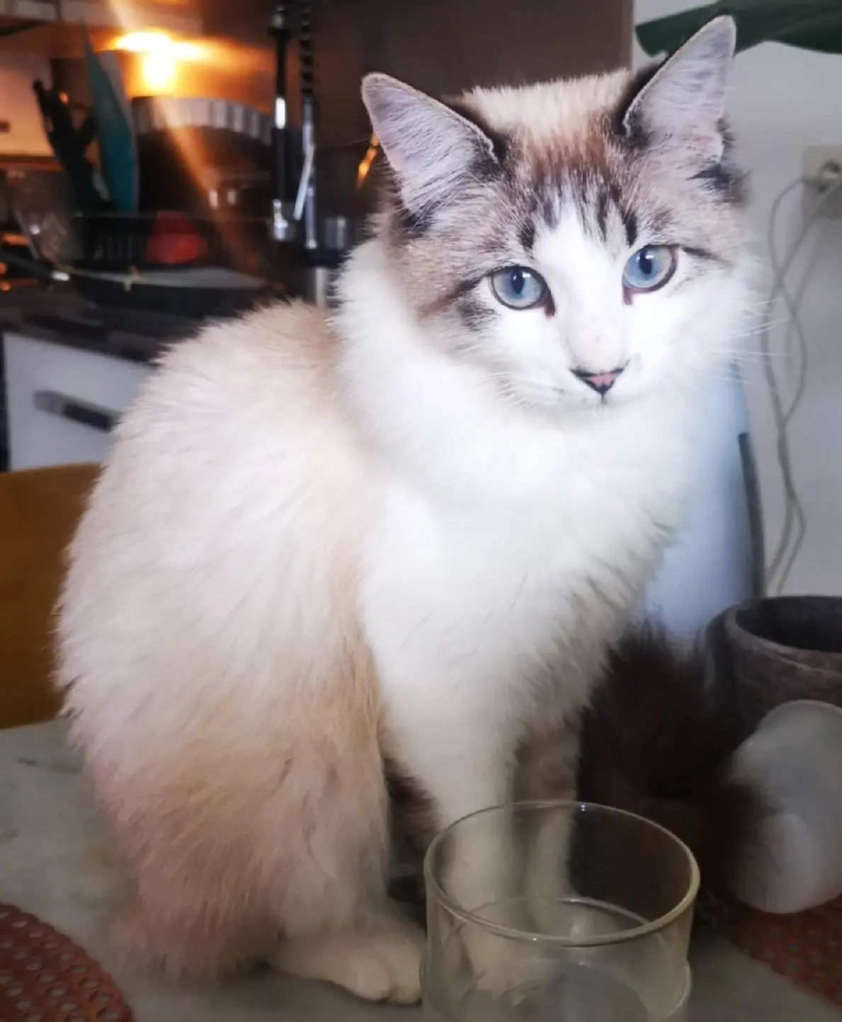 Chatte Perdue 74 Haute-Savoie - Comtesse