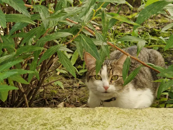 Chatte Perdue 77 Seine-et-Marne