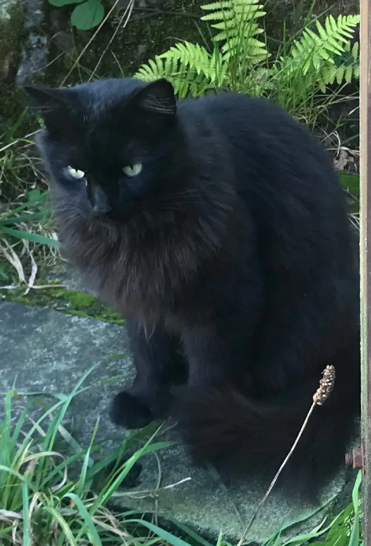 Chatte Perdue 78 Yvelines