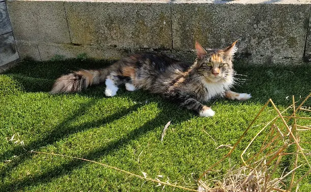 Chatte Perdue 82 Tarn-et-Garonne - Twïni