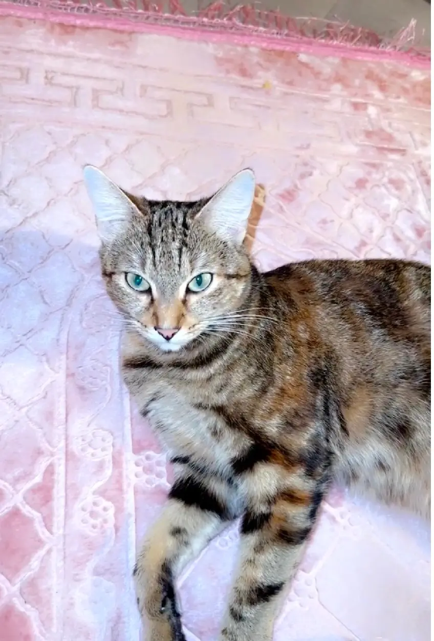 Chatte Perdue 94 Val-de-Marne