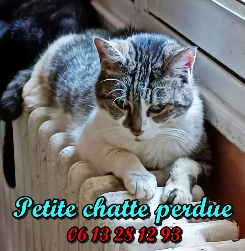 Chatte Perdue BE-WHT Charleroi - Lulu