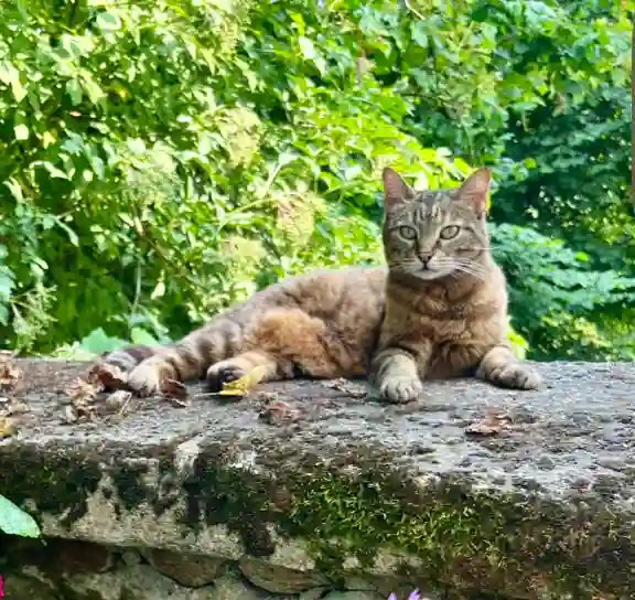 Chatte Trouvée 12 Aveyron - Syrra