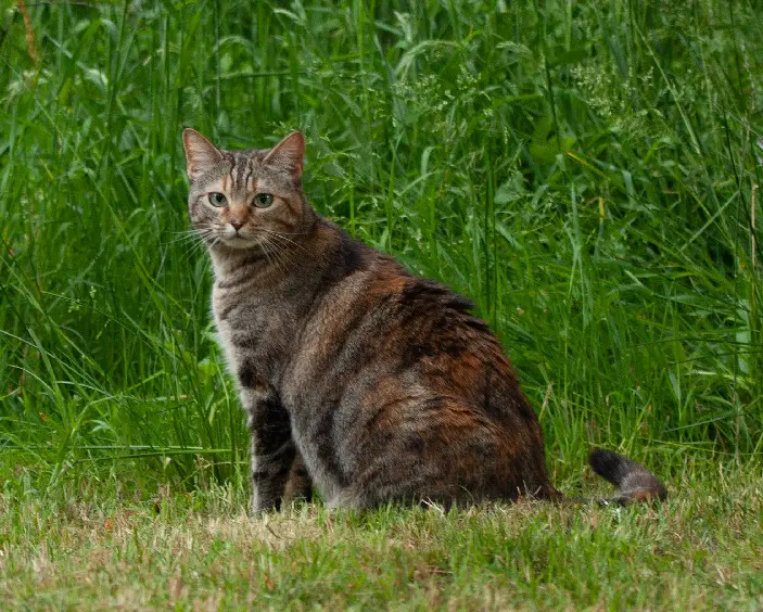 Chatte Trouvée 31 Haute-Garonne