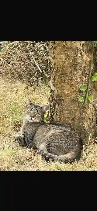 Chatte Trouvée 35 Ille-et-Vilaine - Tess