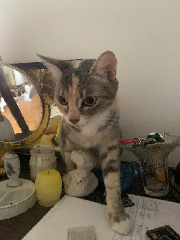 Chatte Trouvée 36 Indre - Eugénie