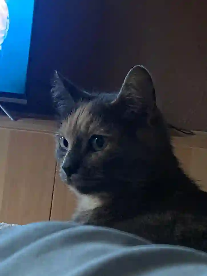 Chatte Trouvée 38 Isère - Lola