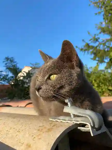 Chatte Trouvée 66 Pyrénées-Orientales - Swaggie