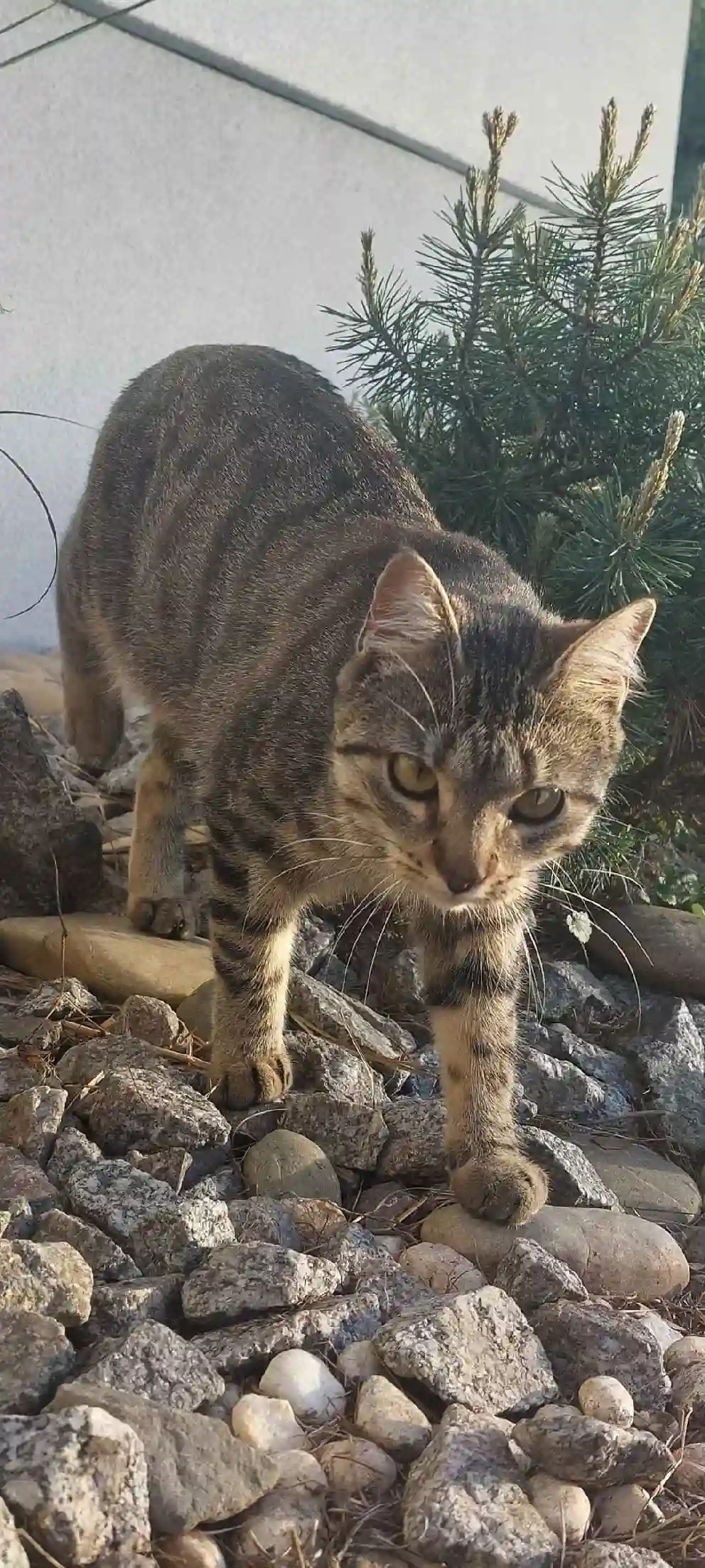 Chatte Trouvée 68 Haut-Rhin - Freyja-/-harisu