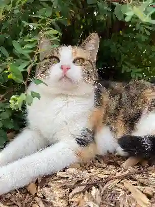 Chatte Trouvée 76 Seine-Maritime - Decibelle