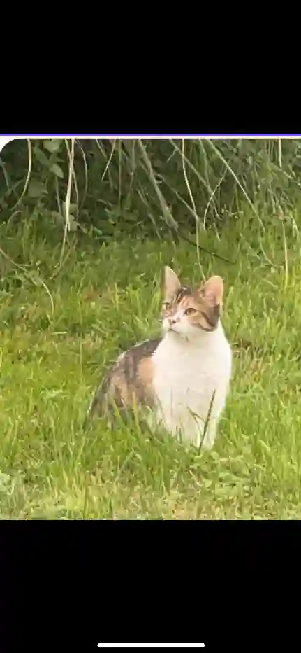 Chatte Trouvée 77 Seine-et-Marne - Pipas