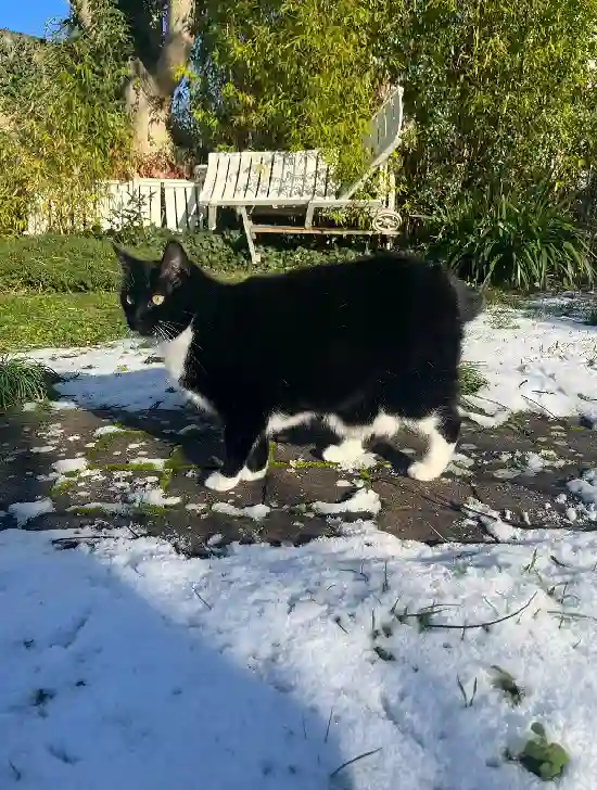 Chatte Trouvée 78 Yvelines - Miou