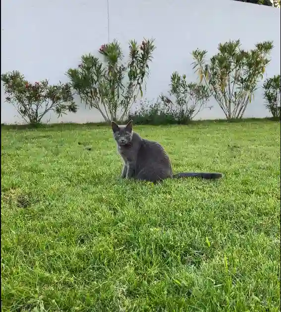 Chatte Trouvée 86 Vienne - Neptune