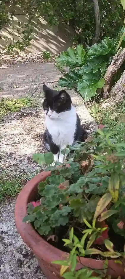 Chatte Trouvée 91 Essonne - Nénette