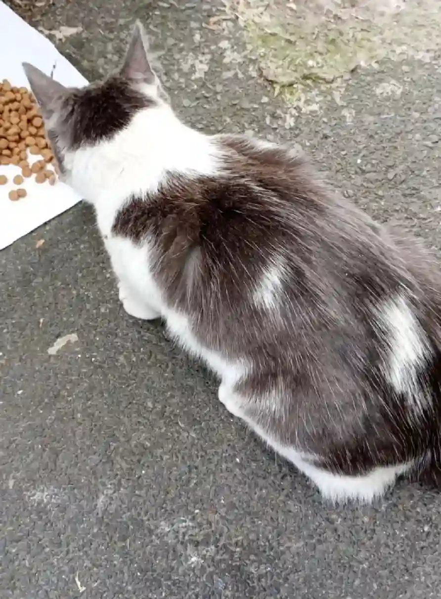 Chatte Trouvée 92 Hauts-de-Seine - Dana