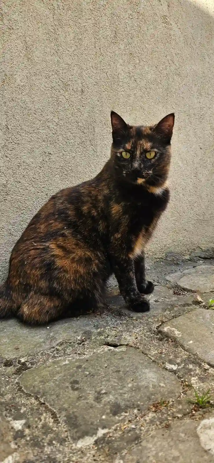 Chatte Trouvée 92 Hauts-de-Seine - Lilith