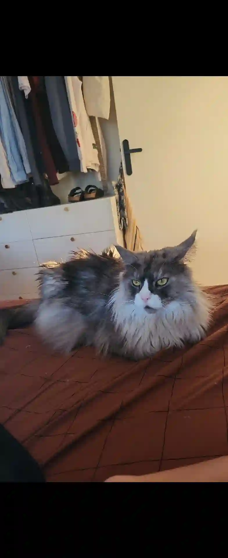 Chatte Trouvée 93 Seine-Saint-Denis - Silver