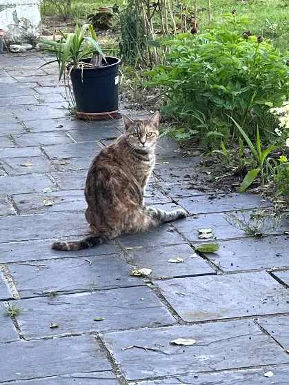 Chatte Trouvée 16 Charente - Roussinette