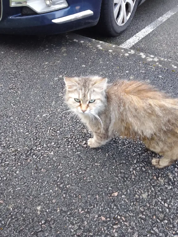 Chatte Trouvée 86 Vienne - Aucun