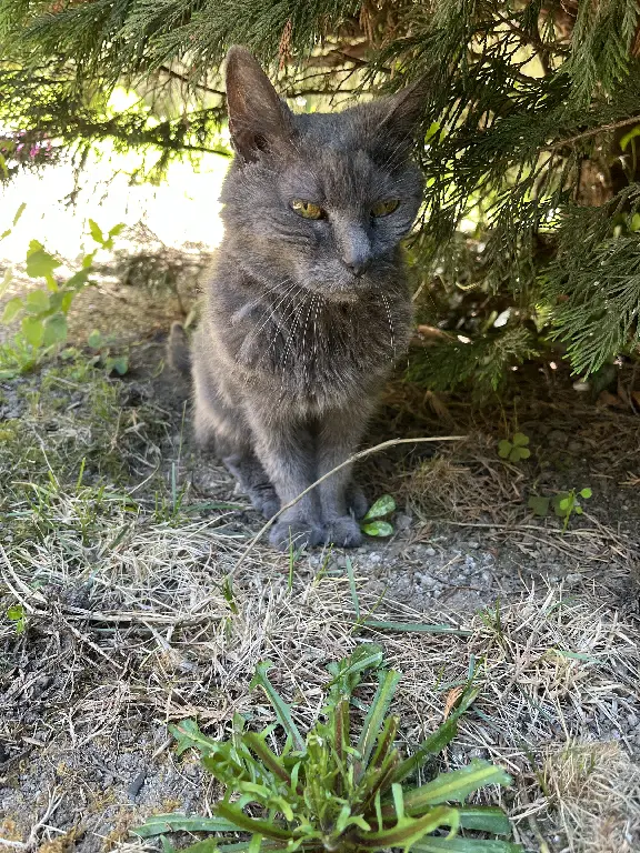 Chatte Trouvée 94 Val-de-Marne