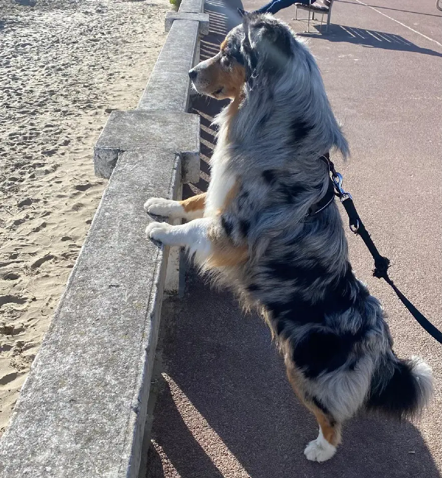 Chien Perdu 16 Charente