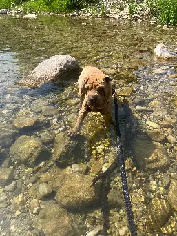 Chien Perdu 22 Côtes-d'Armor - Nonos